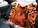 Beautiful tiger-print fabric